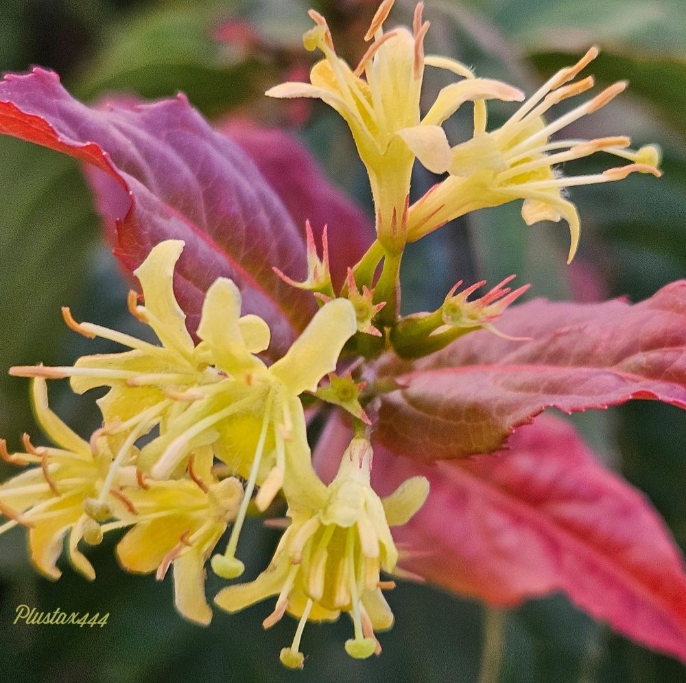 Northern bush honeysuckle 
