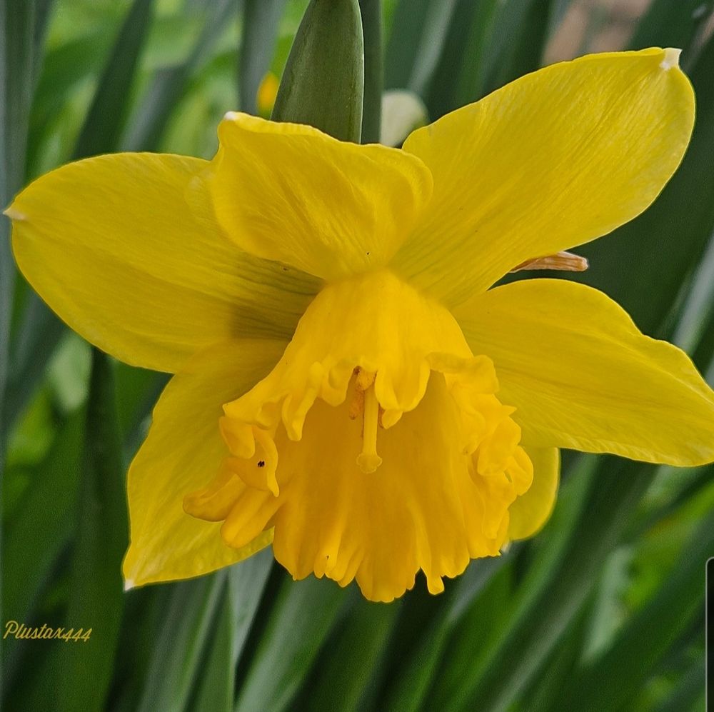 Daffodil 