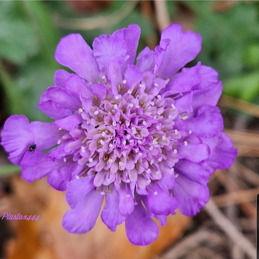 Shining scabious