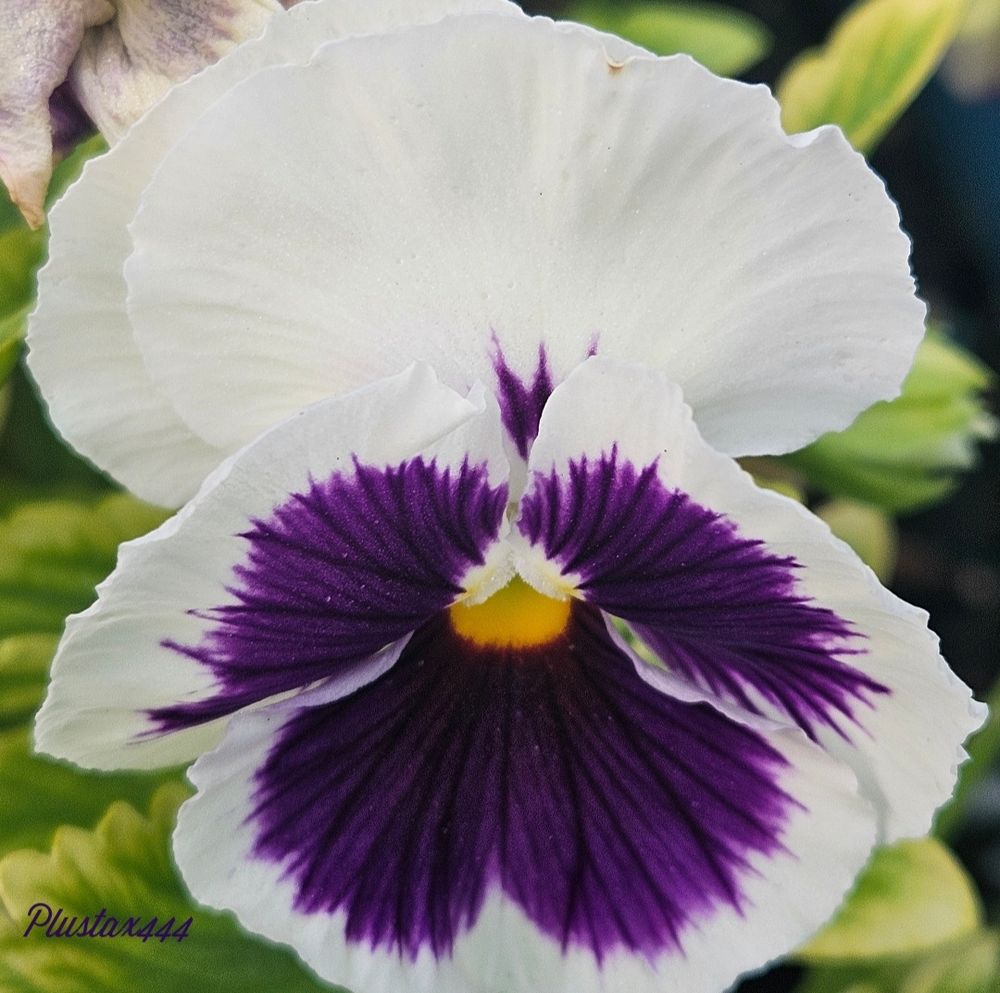 Garden pansy 