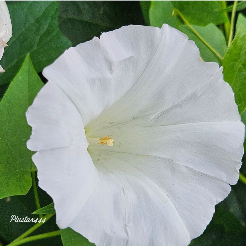 Giant bindweed