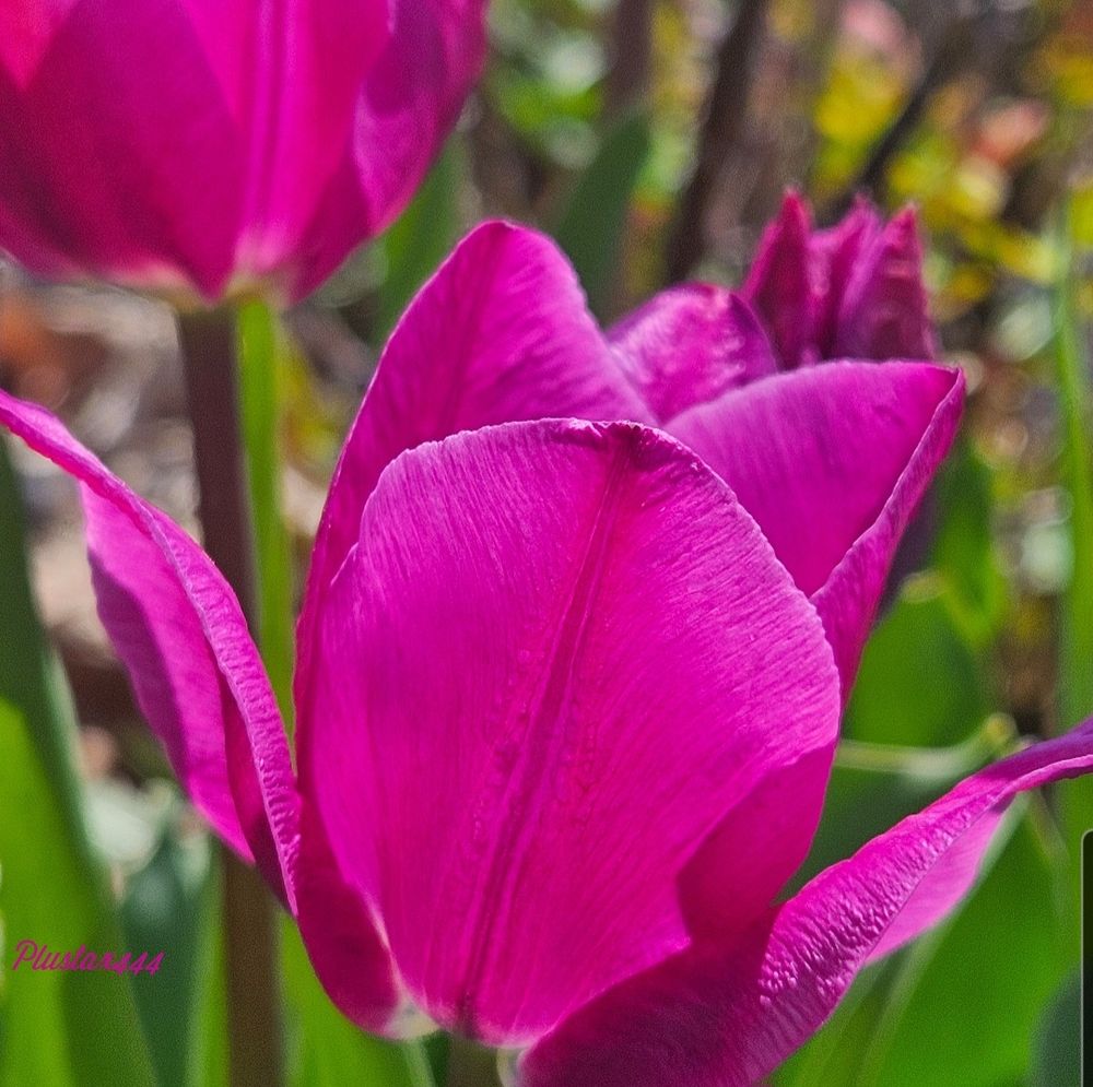 Didier's tulip 