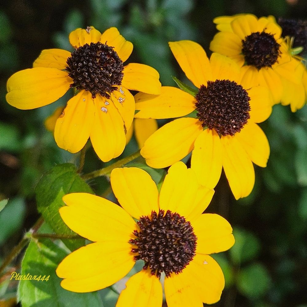 Brown-eyed Susan 