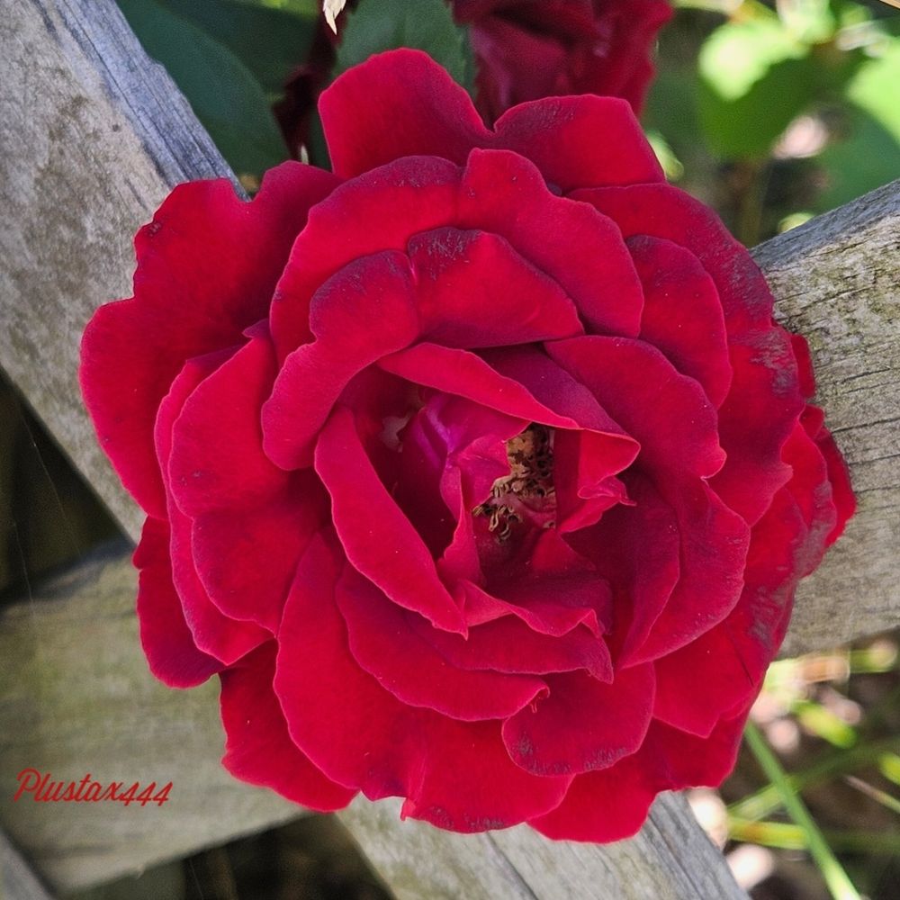 Tea rose 