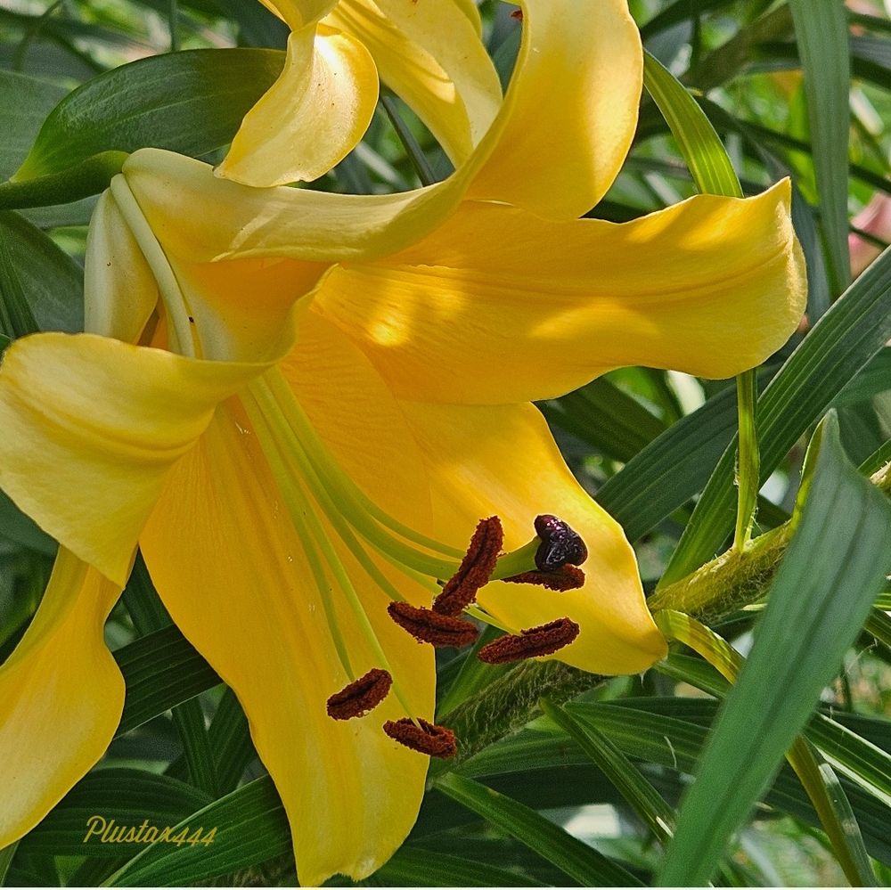 Regal lily 