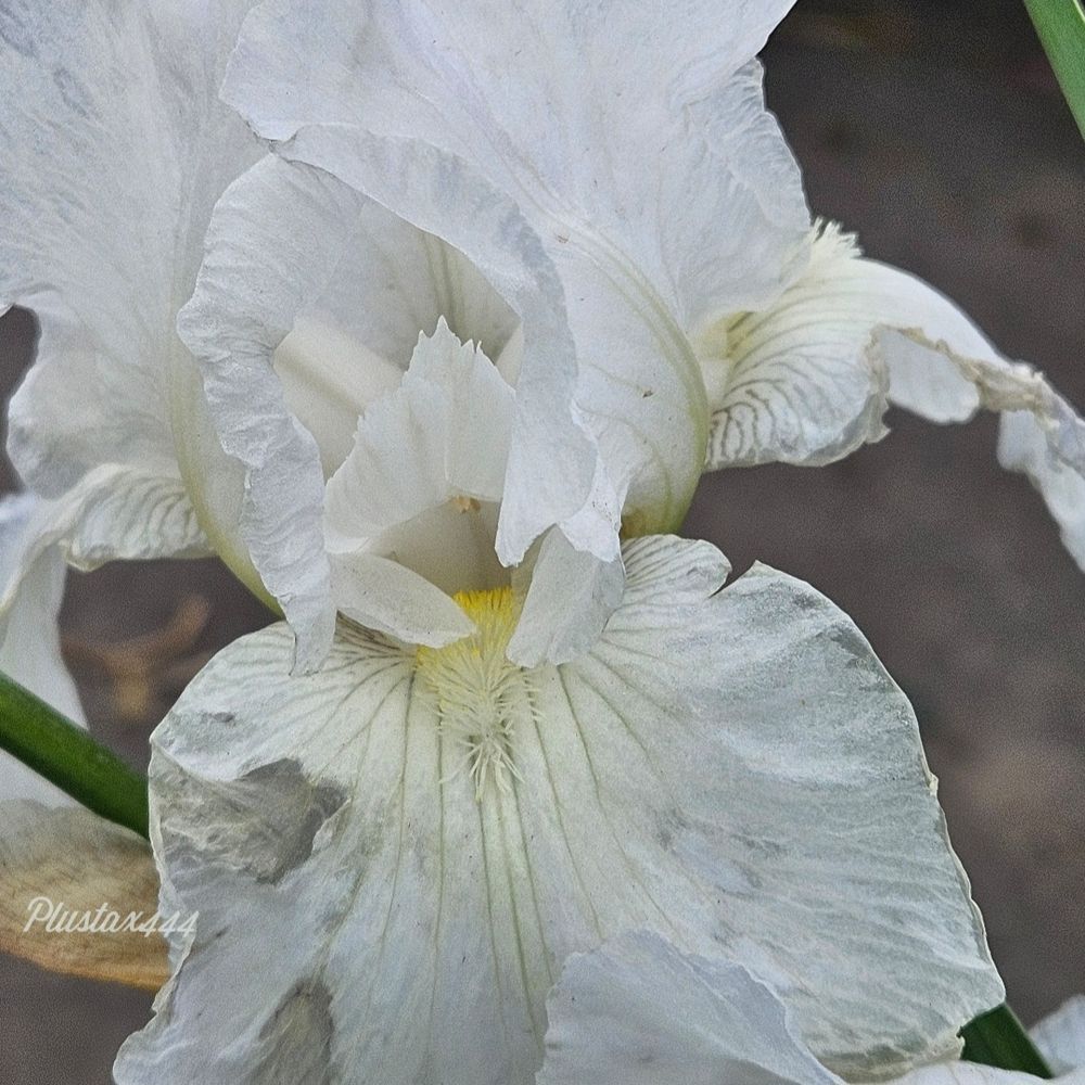 Iris