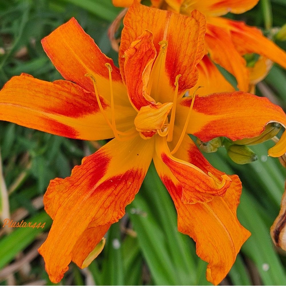 Orange daylily
