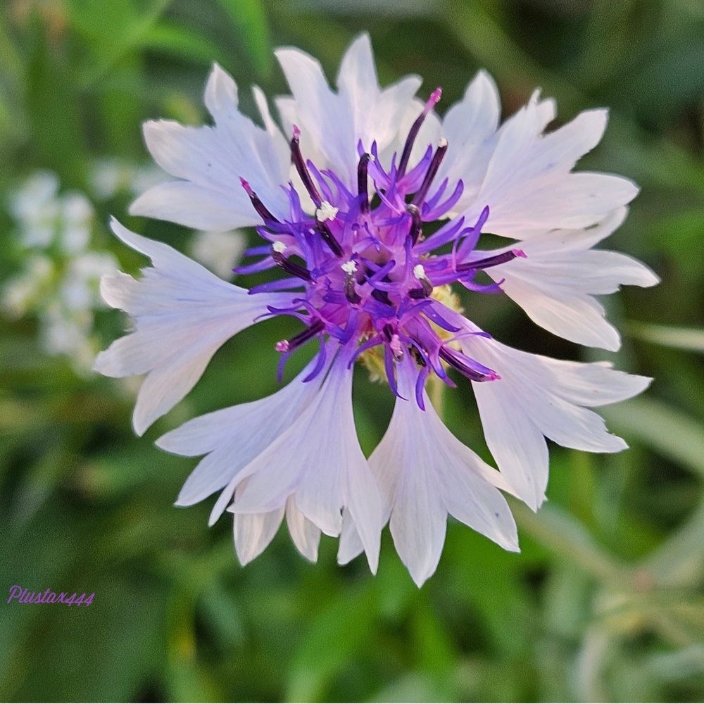 Cornflower