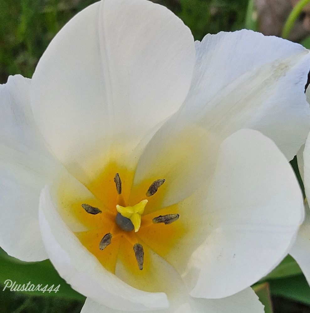Didier's tulip 