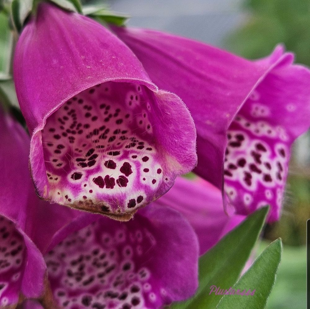 Spanish foxglove