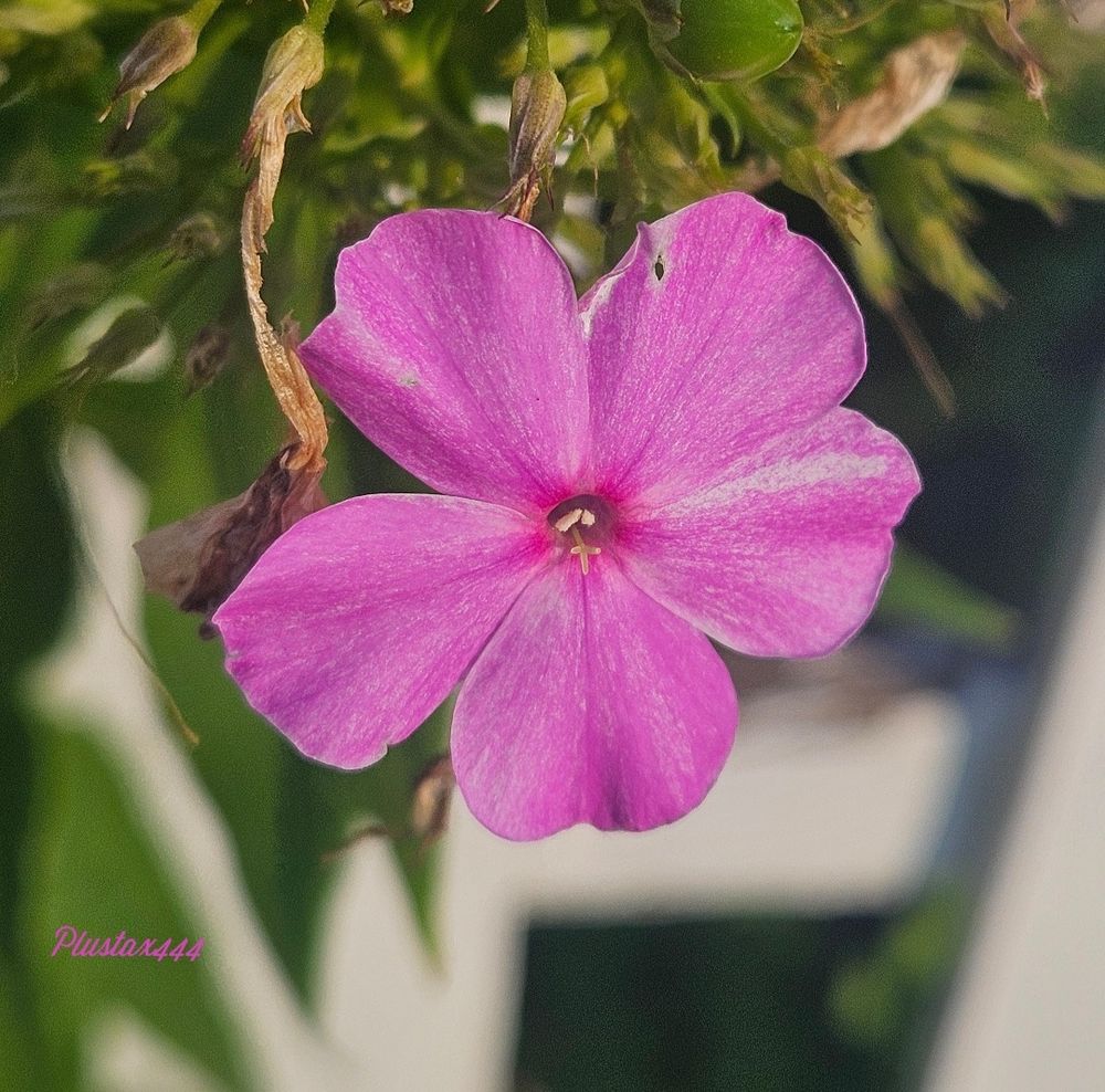 Meadow phlox 