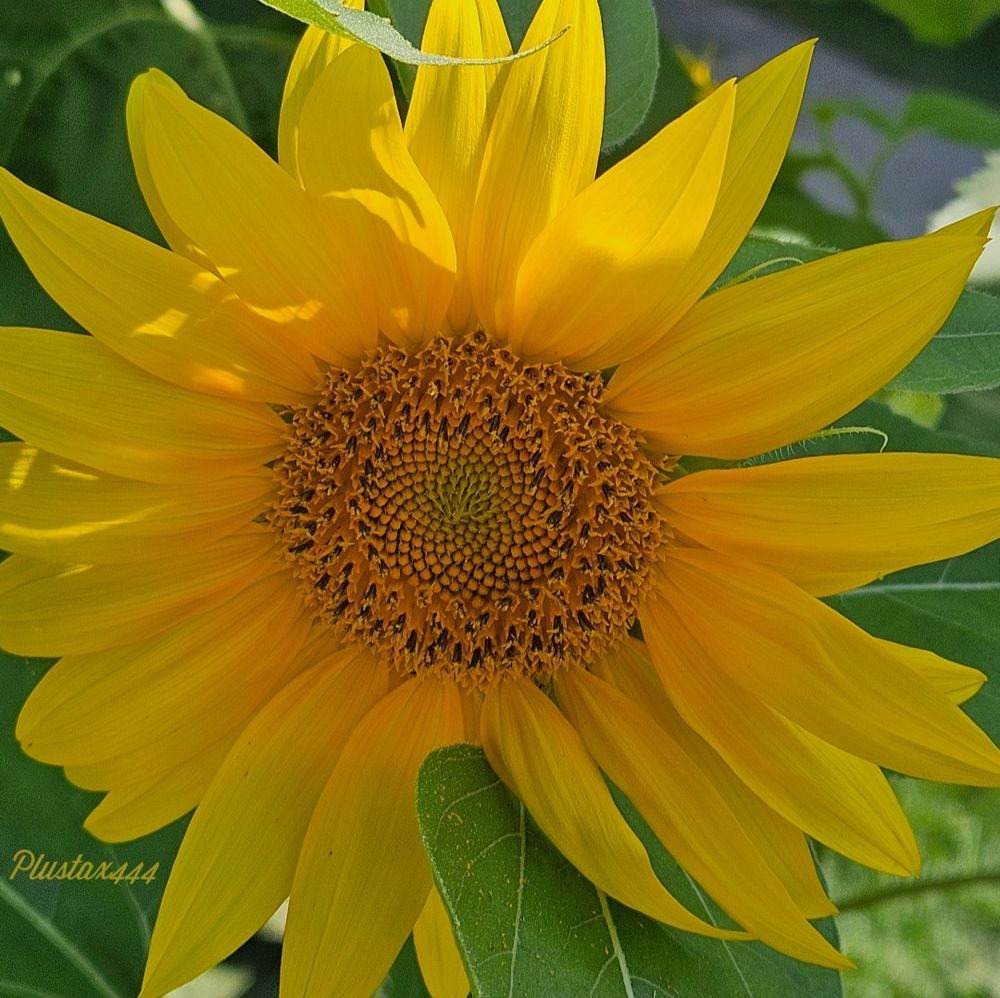 Giant sunflower 