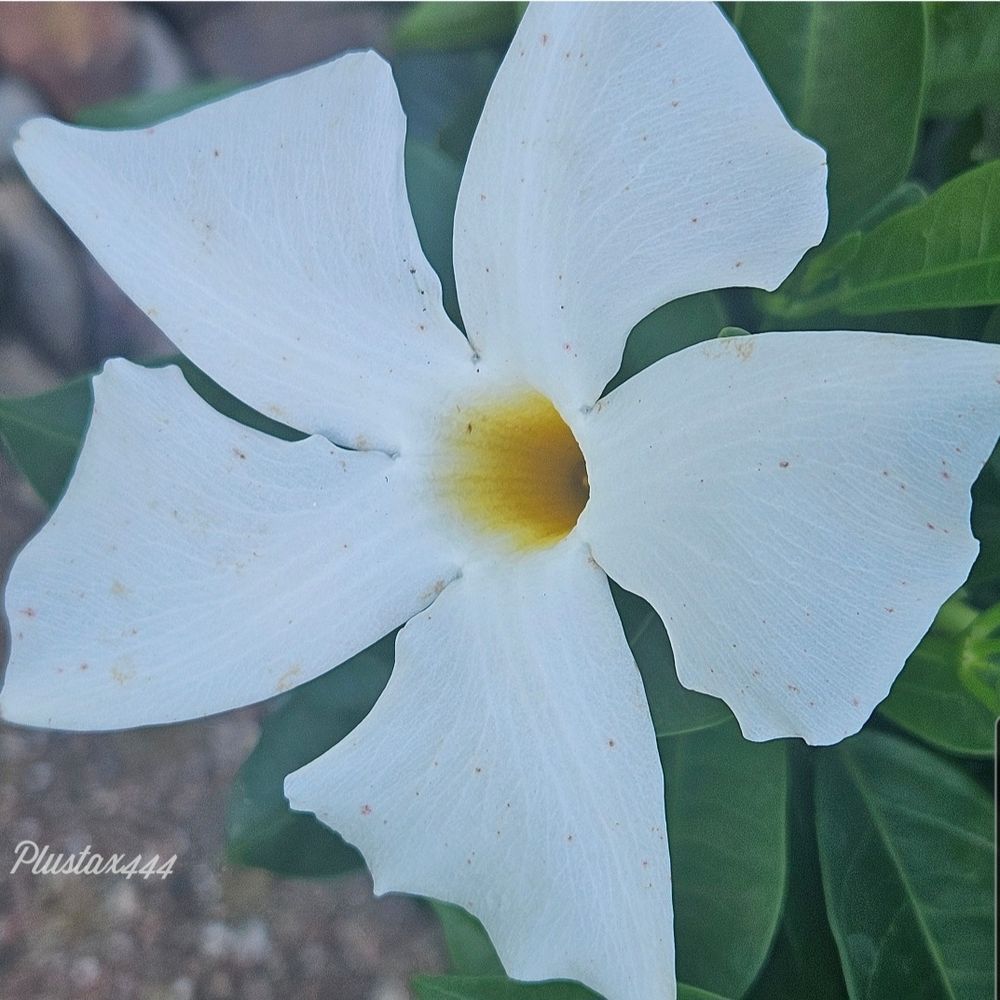 White dipladenia
