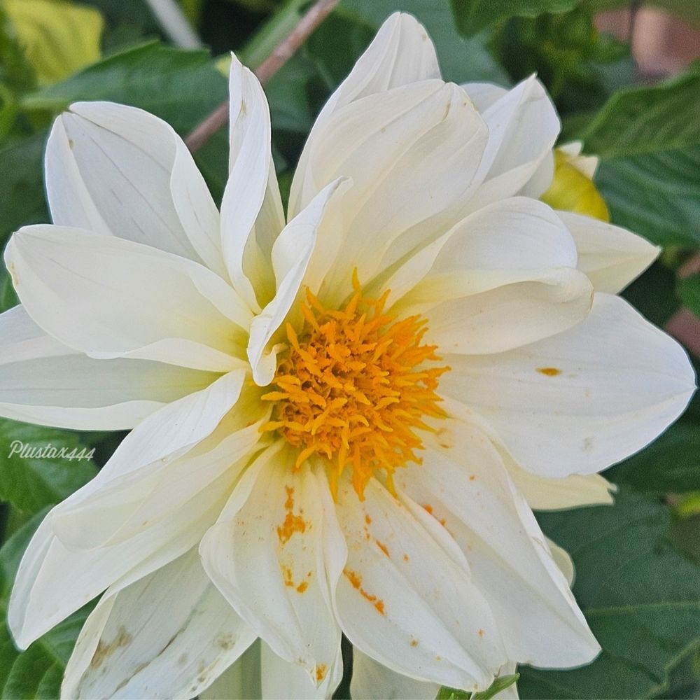 Dahlia 