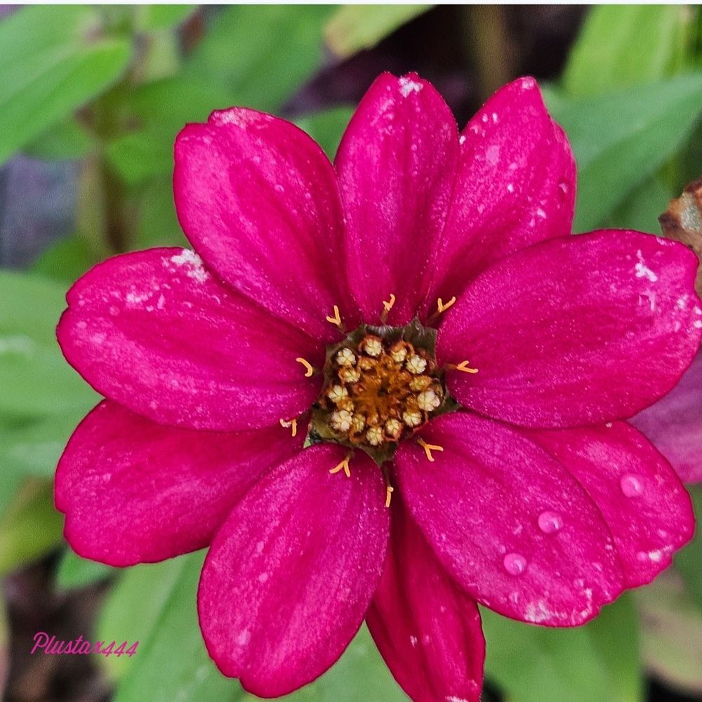 Narrowleaf zinnia 