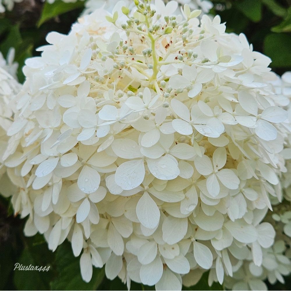 Panicled hydrangea 