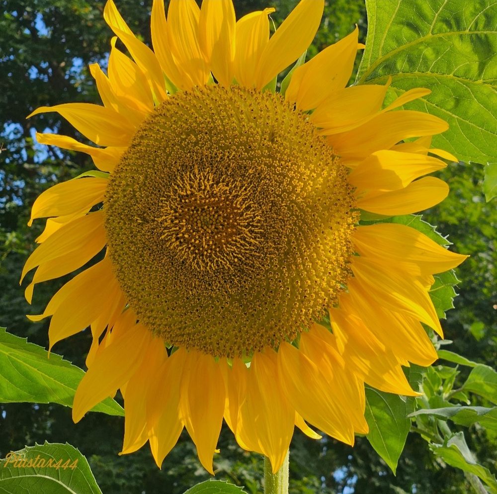 Giant sunflower 