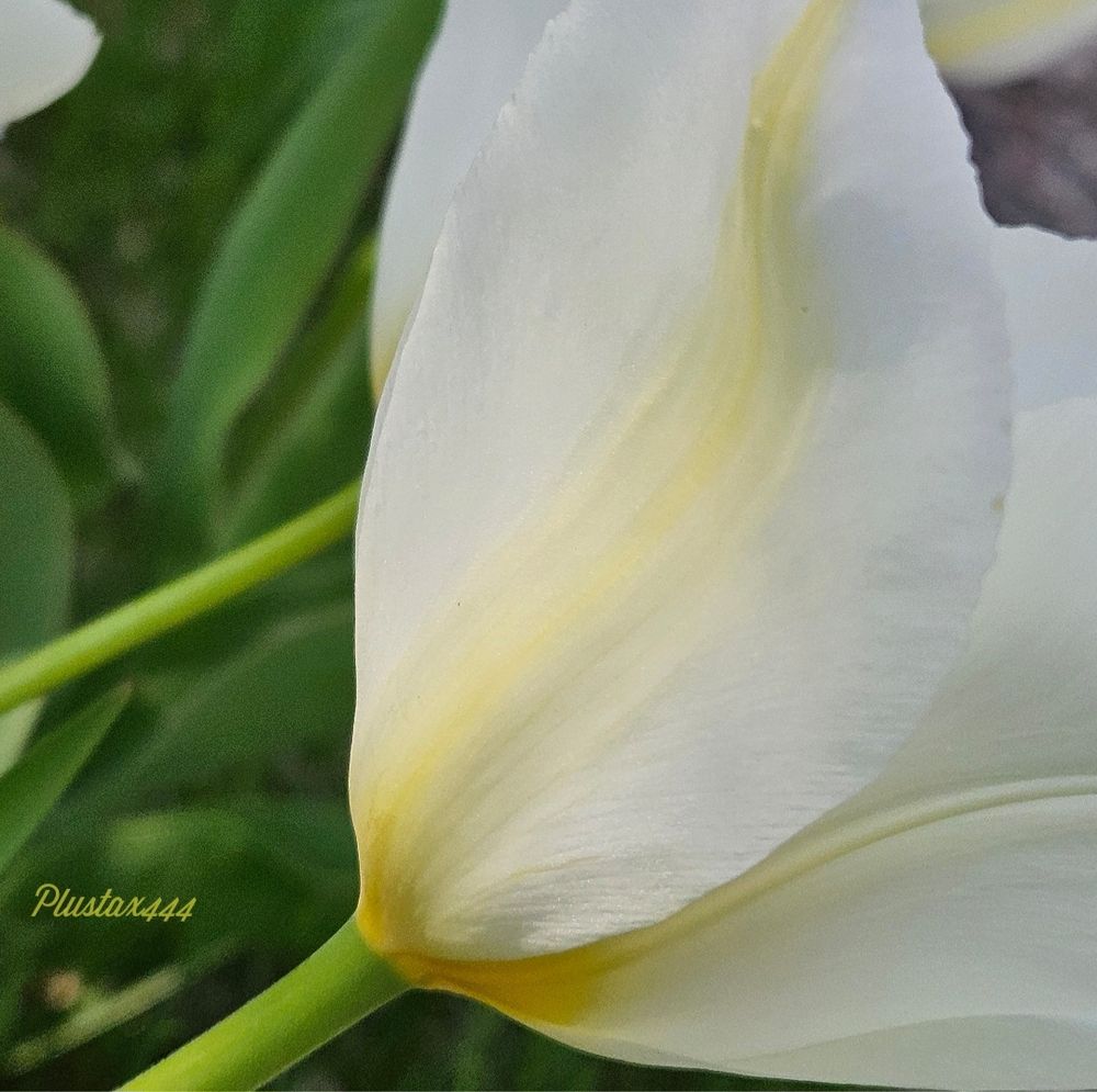 Didier's tulip 
