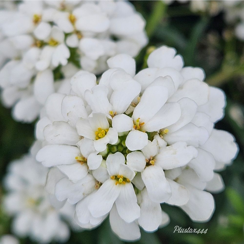 Edging candytuft