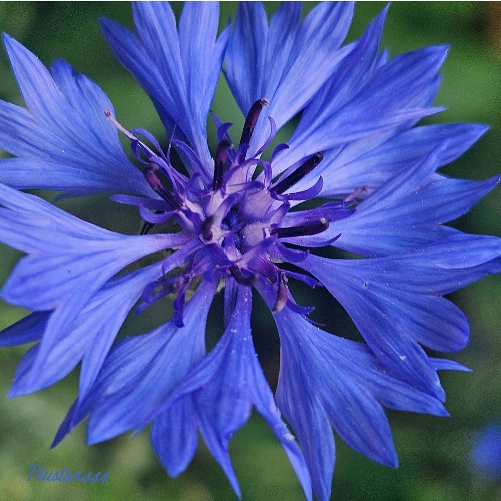 Cornflower