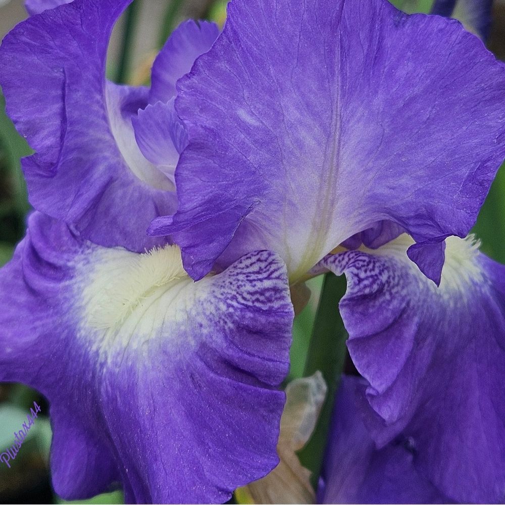 Sweet iris