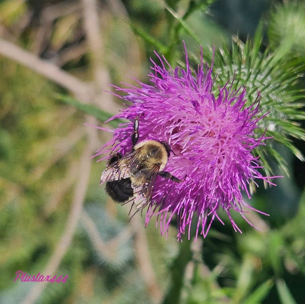 Welted thistle 
