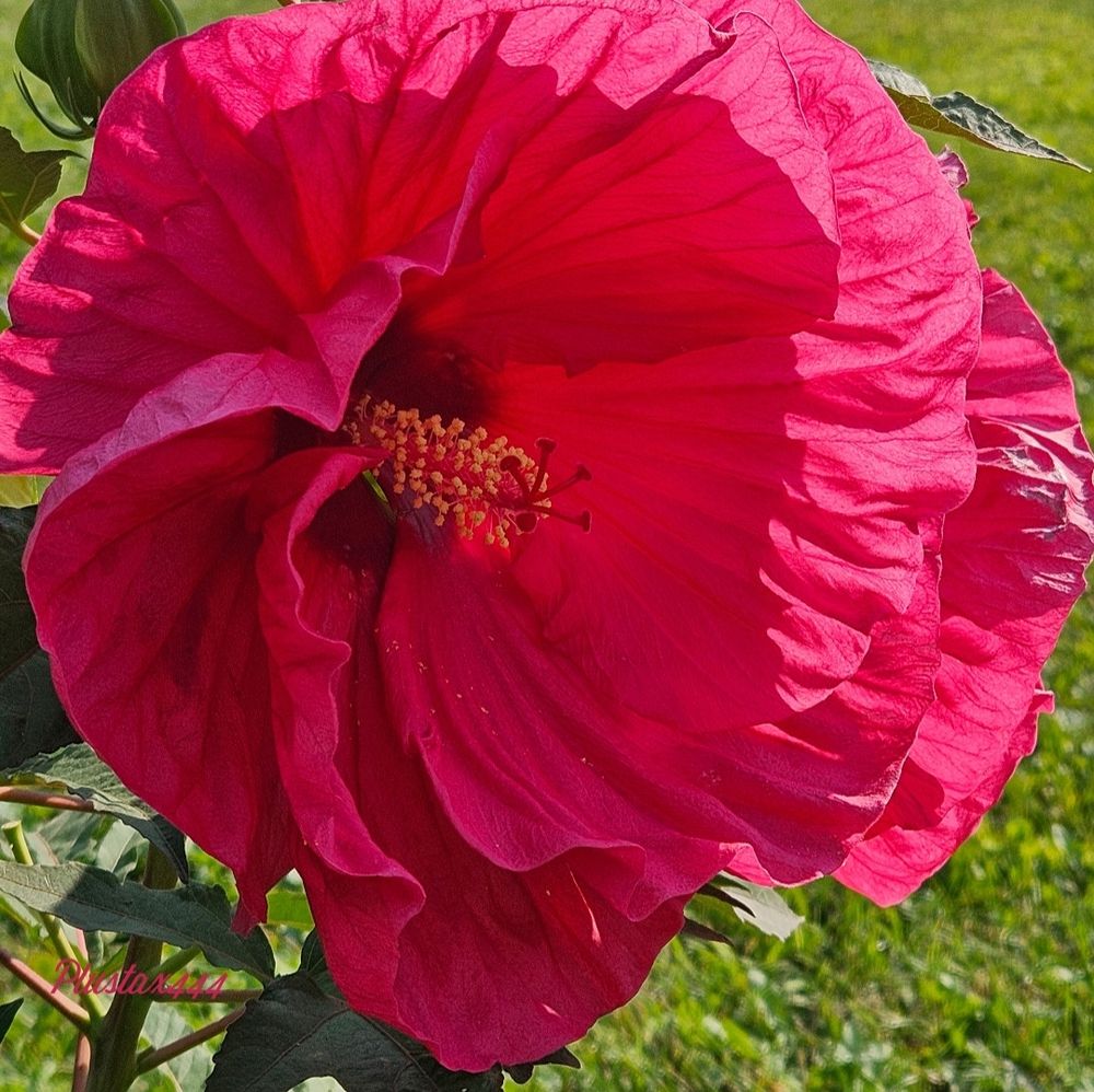 Crimsoneyed rosemallow 