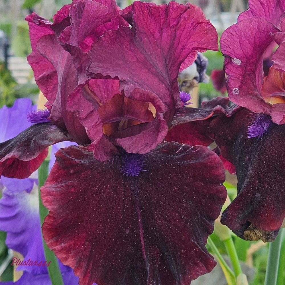 Imperial purple iris