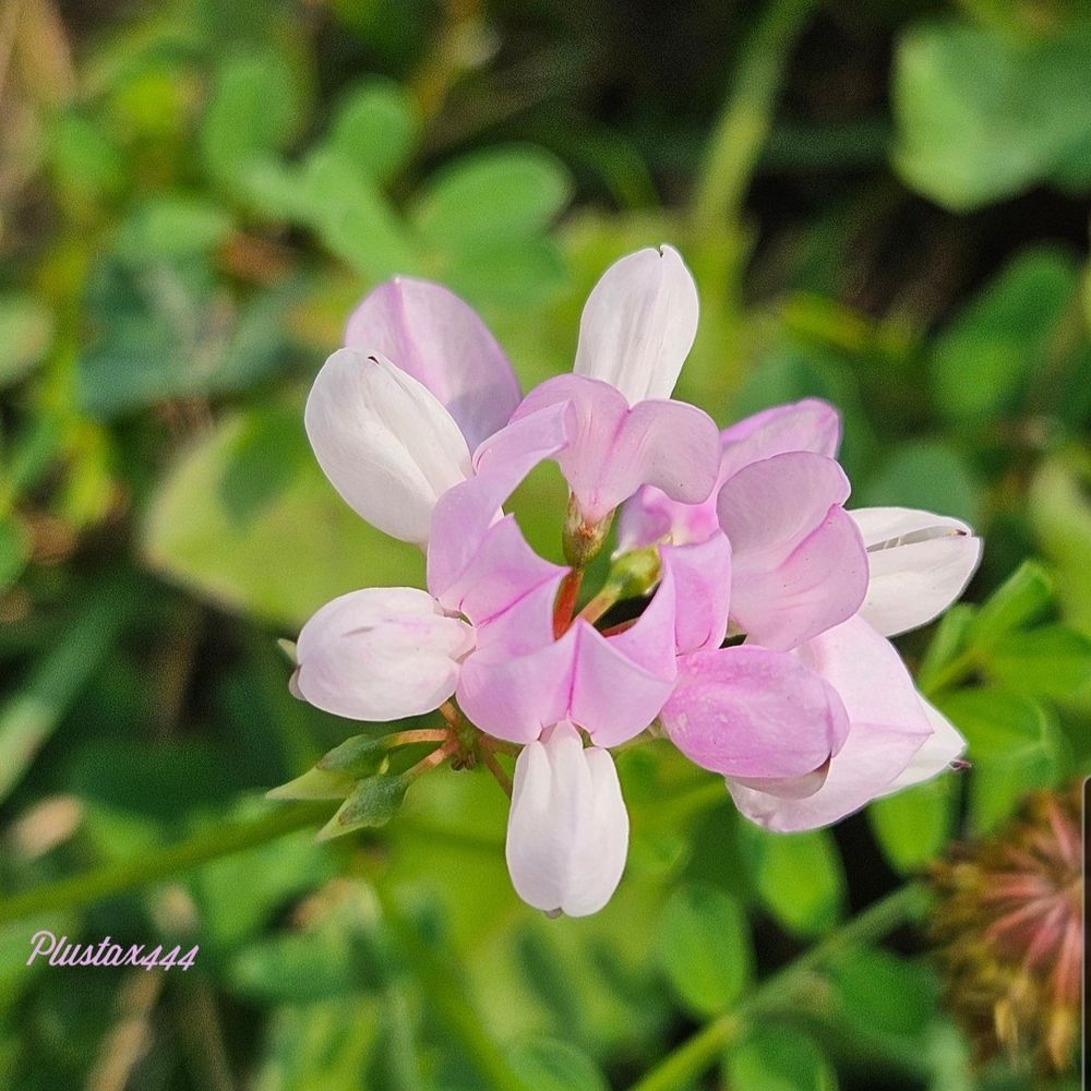 Crownvetch