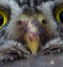 Der Schnabel der Eule von nahem