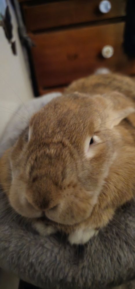 My bunny laying on the top of her little cat tower, she's looking very squish and cute, her fur chubbing around her face!
She's looking very squish and very comfy 💖