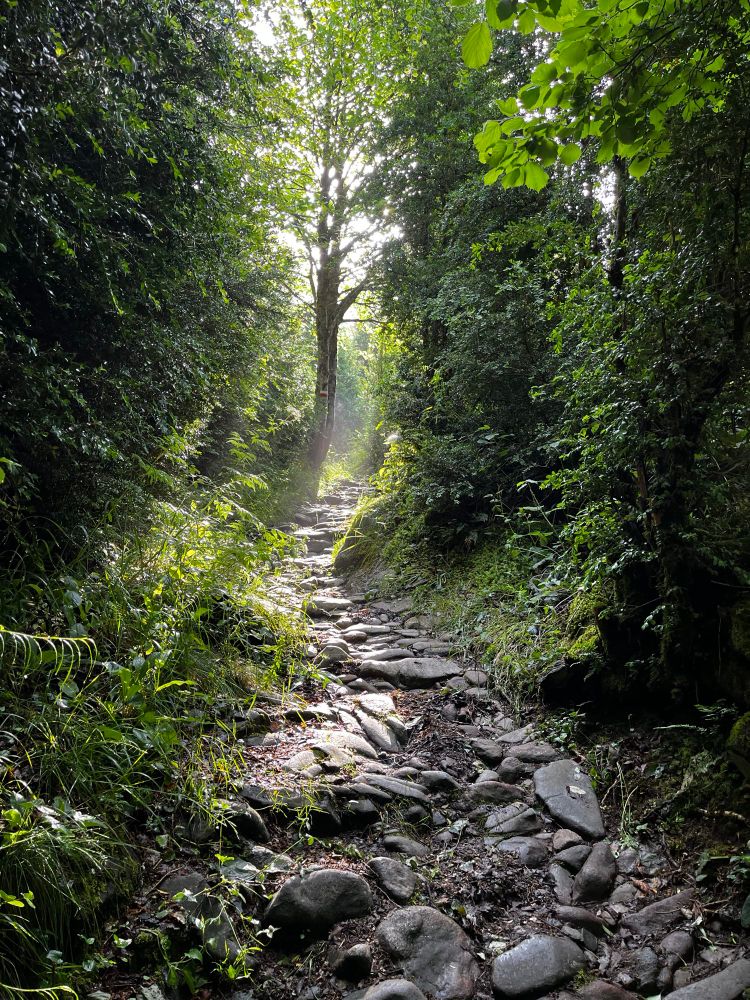 A rocky stone path winds upward through dense green forest, with sunlight filtering through the tree canopy above the moss-covered trail.​​​​​​​​​​​​​​​​