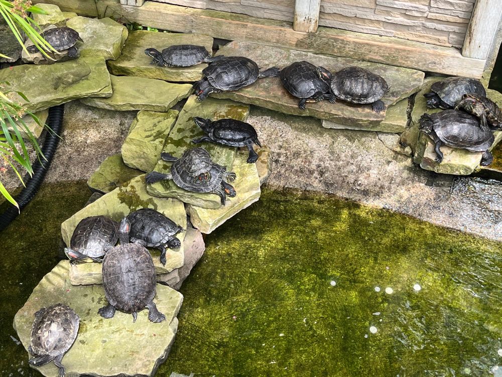 A lot of turtles