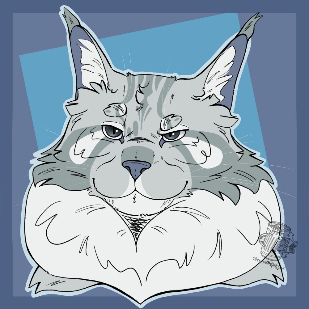 A white and gray tabby maine coon cat portrait on blue background