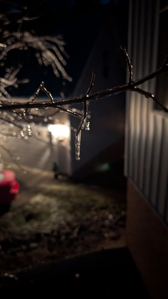 A tree branch encased in ice.