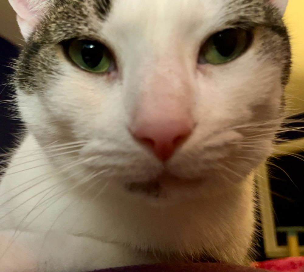 Close up of a cat’s face. Mostly white fur with a little tabby stripes showing at the top. Almond shaped green eyes. Pink nose. Very loving look at the camera. 