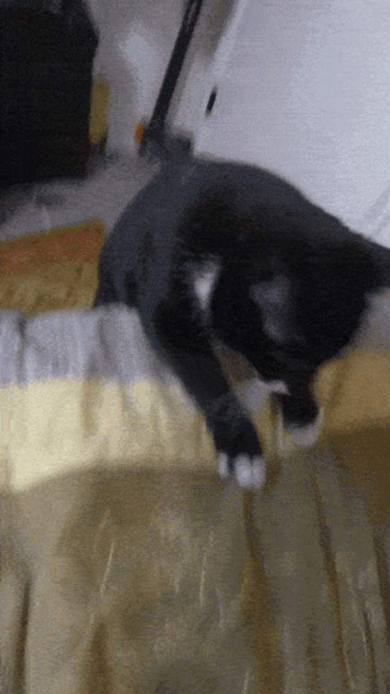 a black and white cat is laying on a bed with a yellow blanket