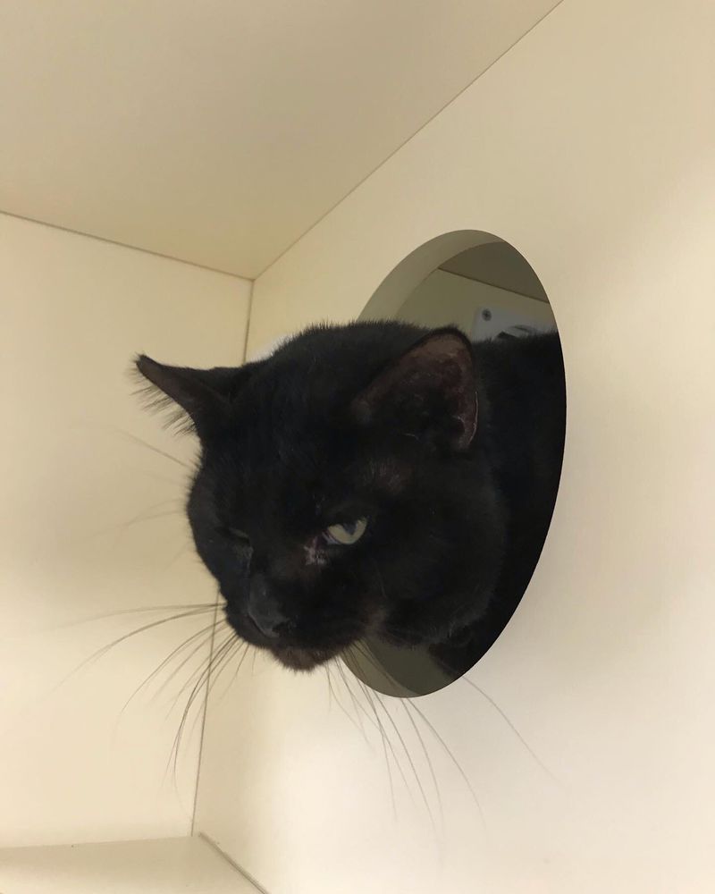 Thunder peeks out to say hi