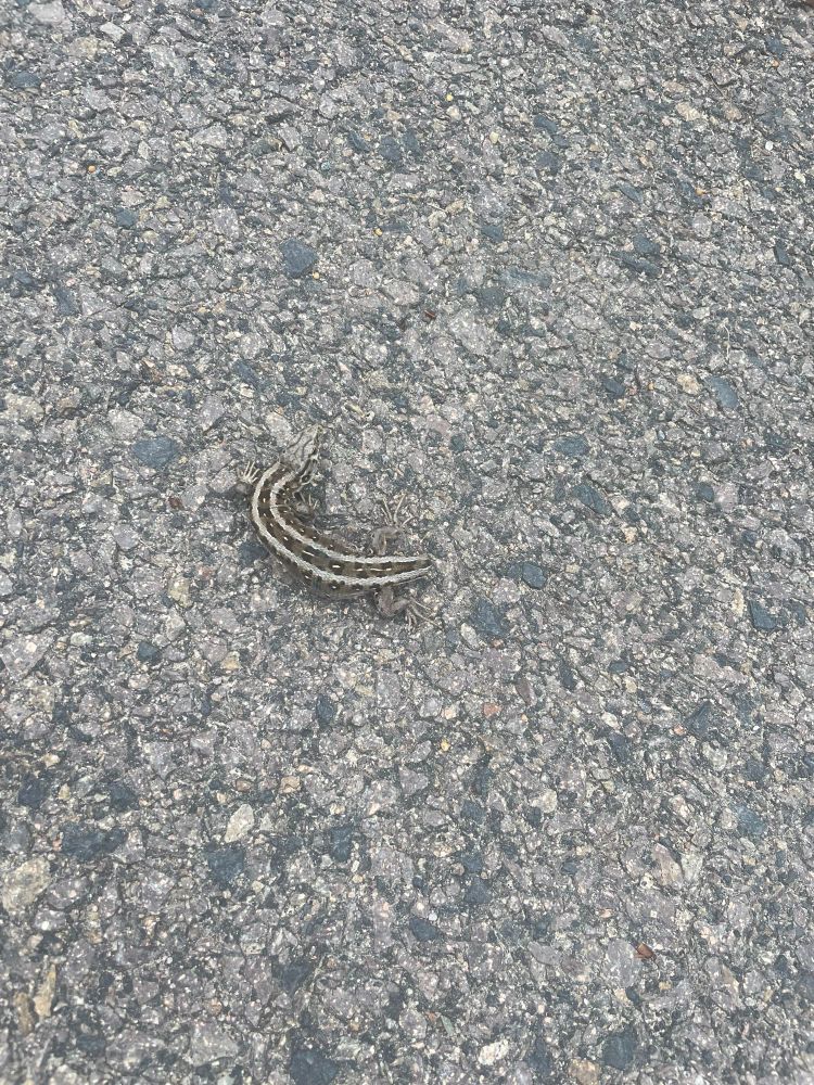 Eine mit Rollsplit asphaltierte Straße. Nur auf den zweiten Blick zu erkennen, eine Eidechse, die sich vom Muster her gut in die Straße einfügt.