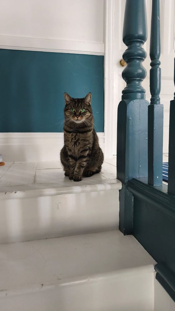 A tabby cat with green eyes sitting at the top of the stairs