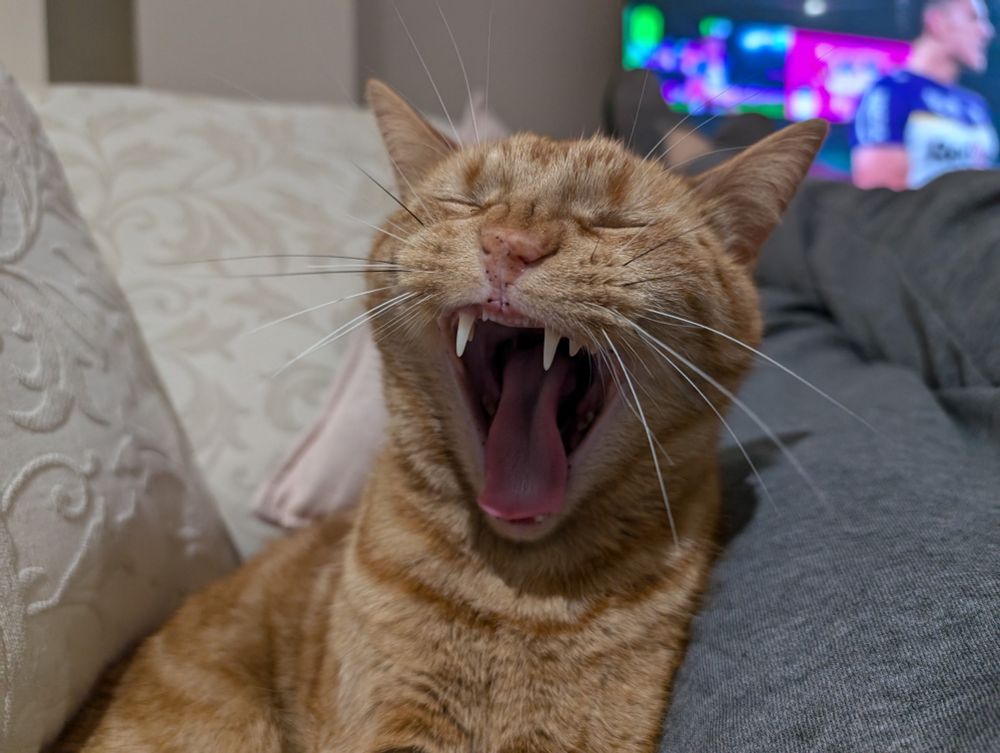 A photo of a ginger cat, caught mid-yawn