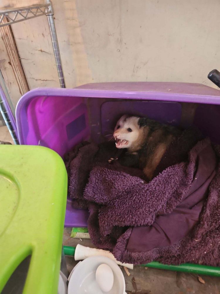 An opossum with a white face and a black stripe. She is on her feet. Her eyes are open. Her mouth is open to show her scary little fangs. She's sitting on a purple blanket in a sideways tote.