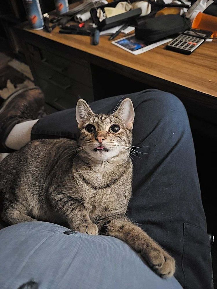 Gray tabby lying on a lap. She has big green eyes and her tongue sticks out a little.