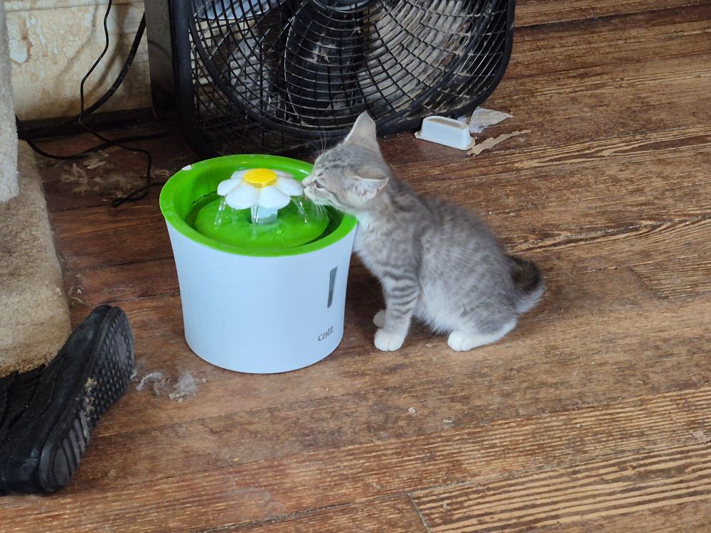 Gray striped kitten drinking out of a pet fountain that has a daisy in the middle of it.