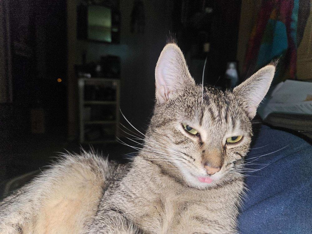 Puma, a brown tabby, sits in someone's lap. She is looking to the right with her tongue out.