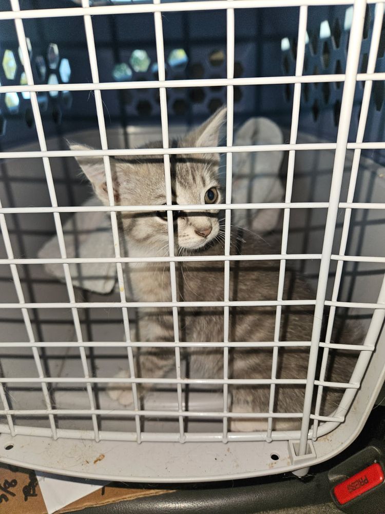 A tiny gray-striped kitten looking out from a cat carrier. Hubs named her Galadriel, which is a huge name for a little baby cat.