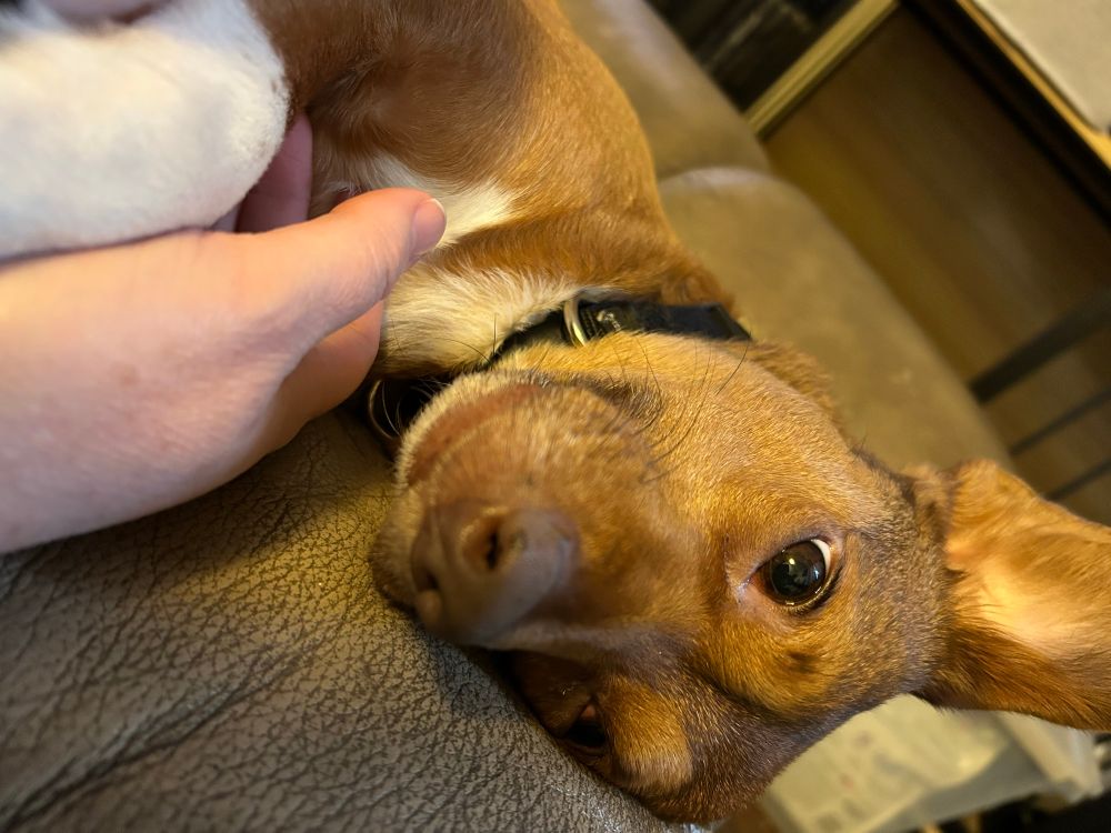 brown and white dog laying on his side with doggy smile eyes while owner pets him