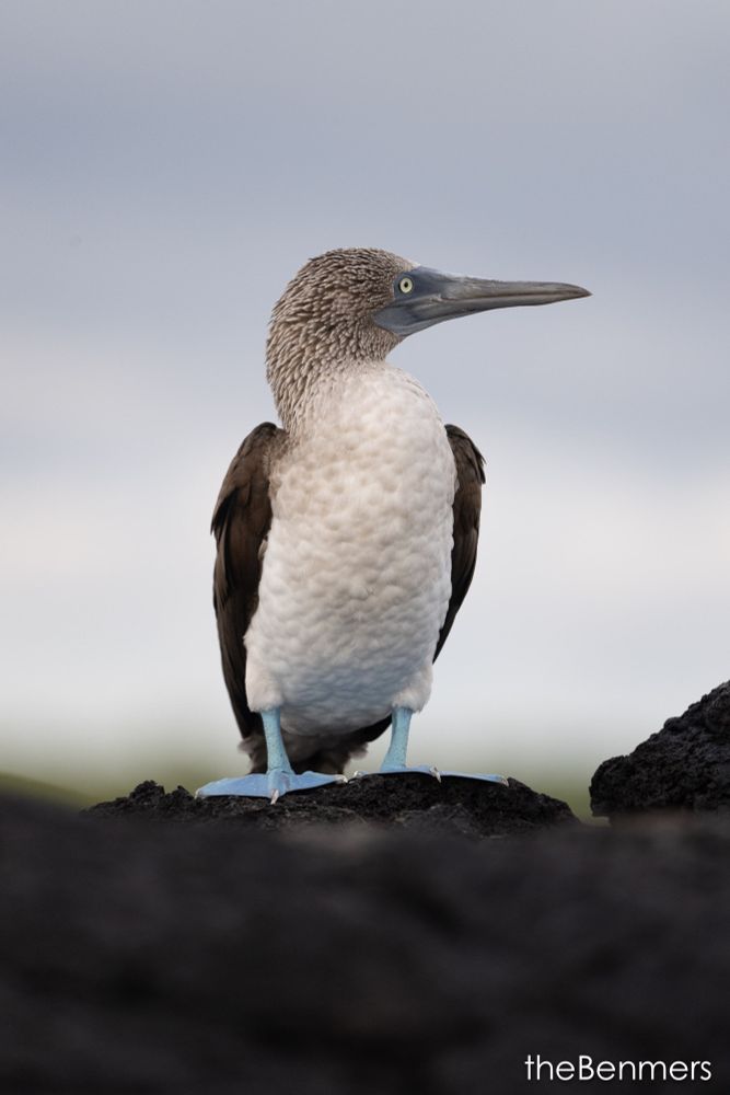 A fine-looking adult seabird on black rocks with powder blue feet!