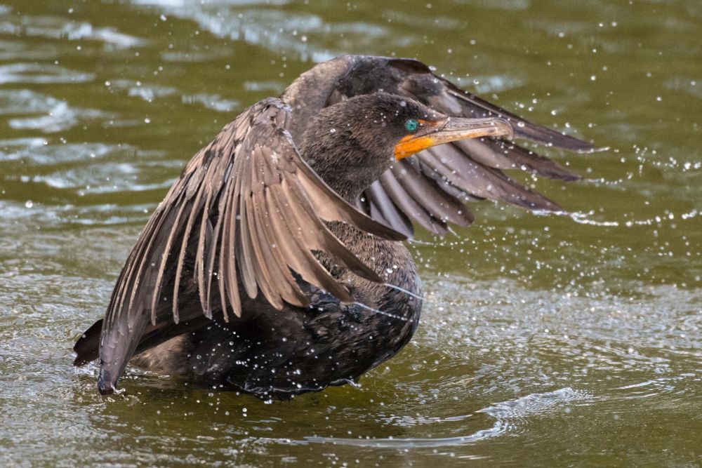 Large brown duck-like bird vigorously flapping her wings sending water droplets flying.