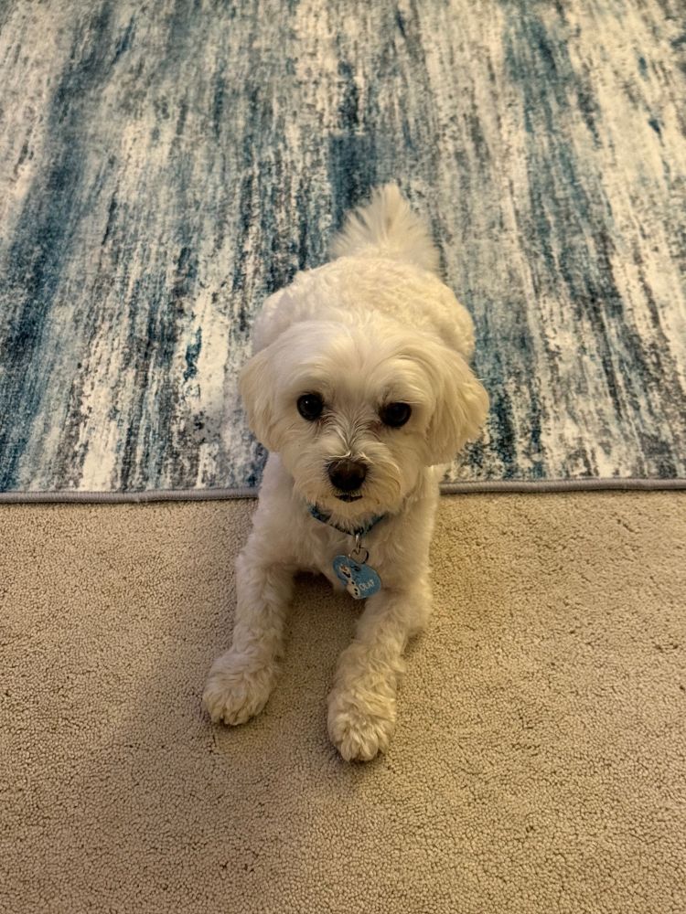 Olaf the Maltese is relaxing on the carpet. He is looking directly into the camera. 